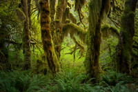 Hoh Rainforest Olympic NP Washington