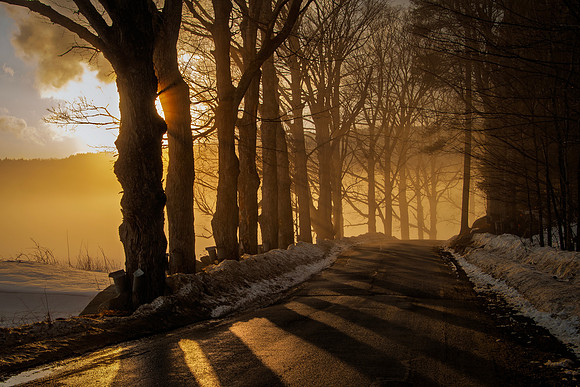 Misty Maples