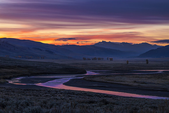 Yellowstone NP Lamar Valley Wyoming