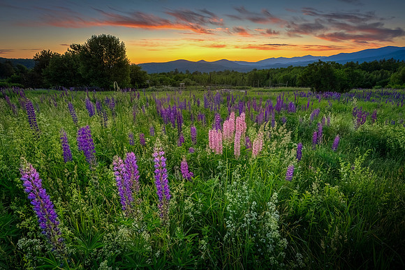 Sugar Hill Lupines