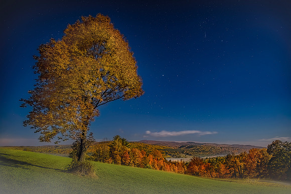 Moonlit Foliage